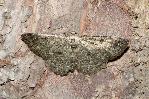 Réf. 190 798 : Charissa obscurata